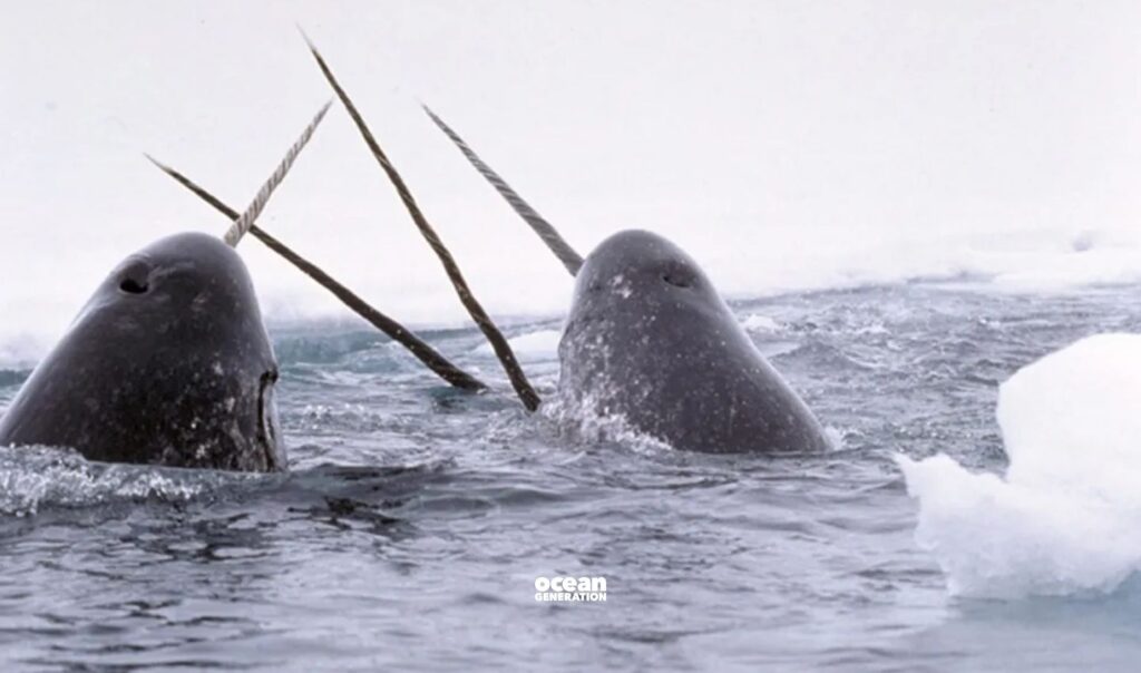 What do narwhals use their tusks for? Explained by Ocean Generation.