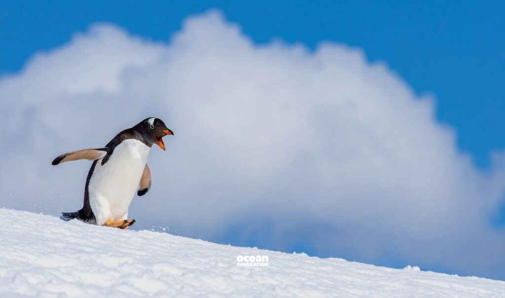 What's next for the Southern Ocean? Posted by Ocean Generation.