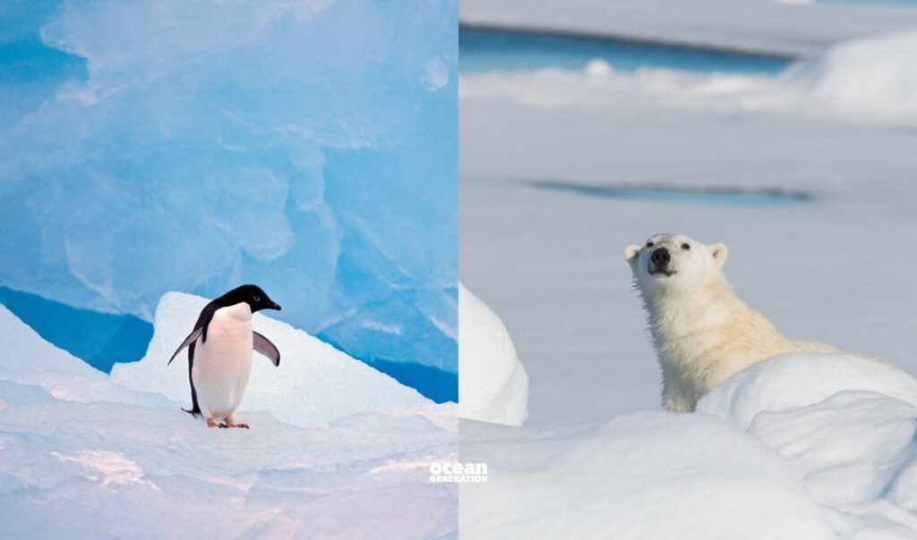 Keeping our poles cool keeps our Ocean moving. Explained by Ocean Generation.