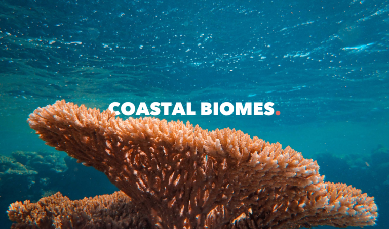 Healthy coral reef in the Ocean. Shared by Ocean Academy by Ocean Generation as part of their coastal ecosystems learning resource.