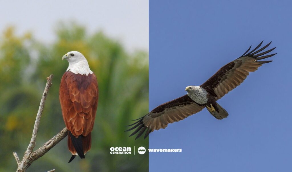 Brahminy kites, iconic species of Langkawi, Malaysia.