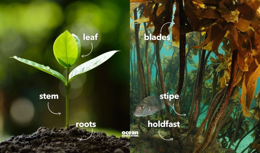 Differences between plant and algae. Explained by Ocean Generation.
