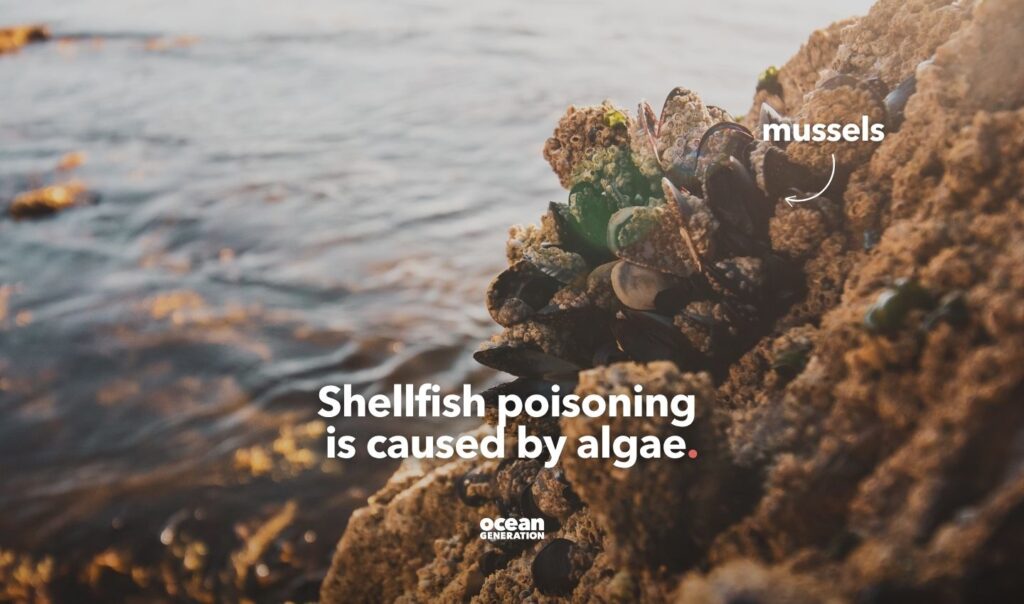 Shellfish poisoning explained by Ocean Generation.