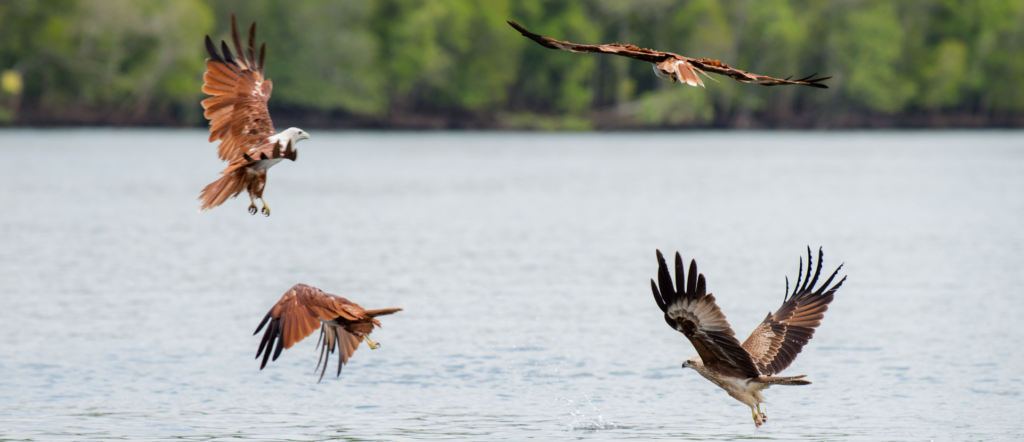 The Hidden Price of Feeding Langkawis Eagles. A Wavemaker Story.