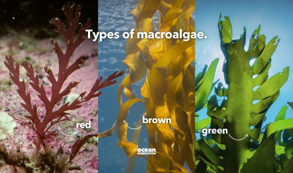 Types of macroalgae, explained by Ocean Generation.