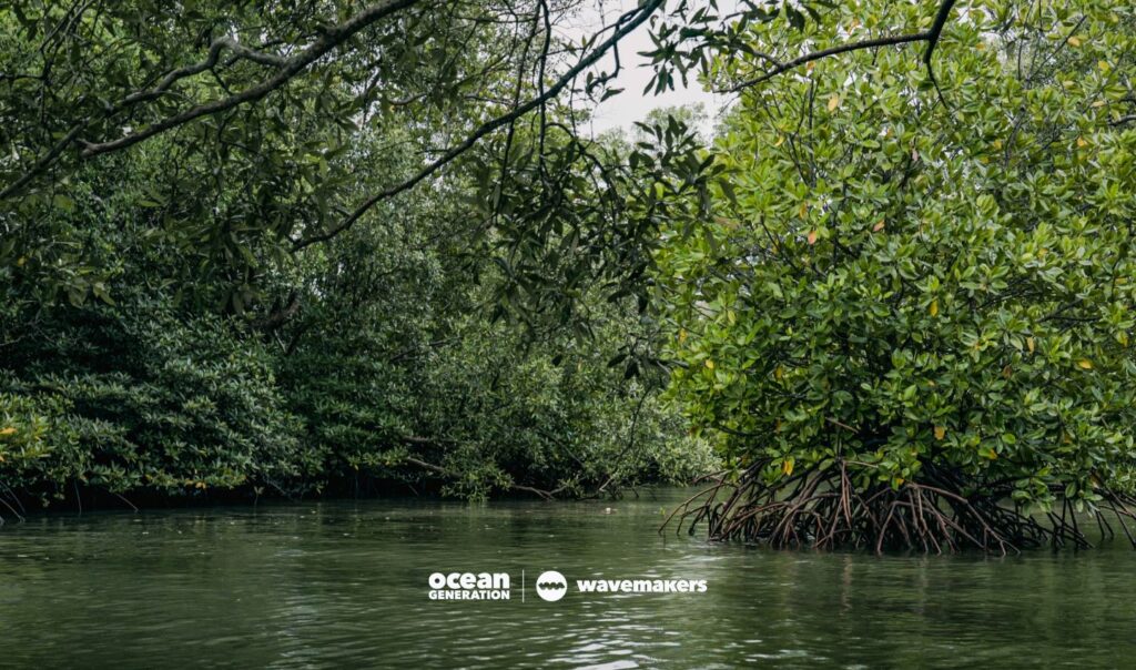 Why are mangrove roots important? Explained by Ocean Generation.