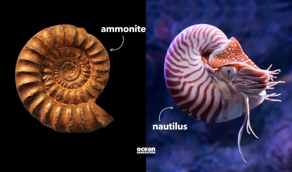 Ammonite fossil and nautilus. Posted by Ocean Generation.