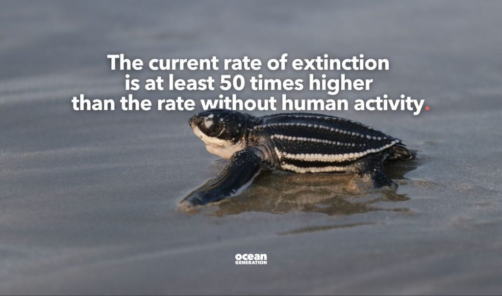 The current rate of extinction is higher than the rate without human activity.