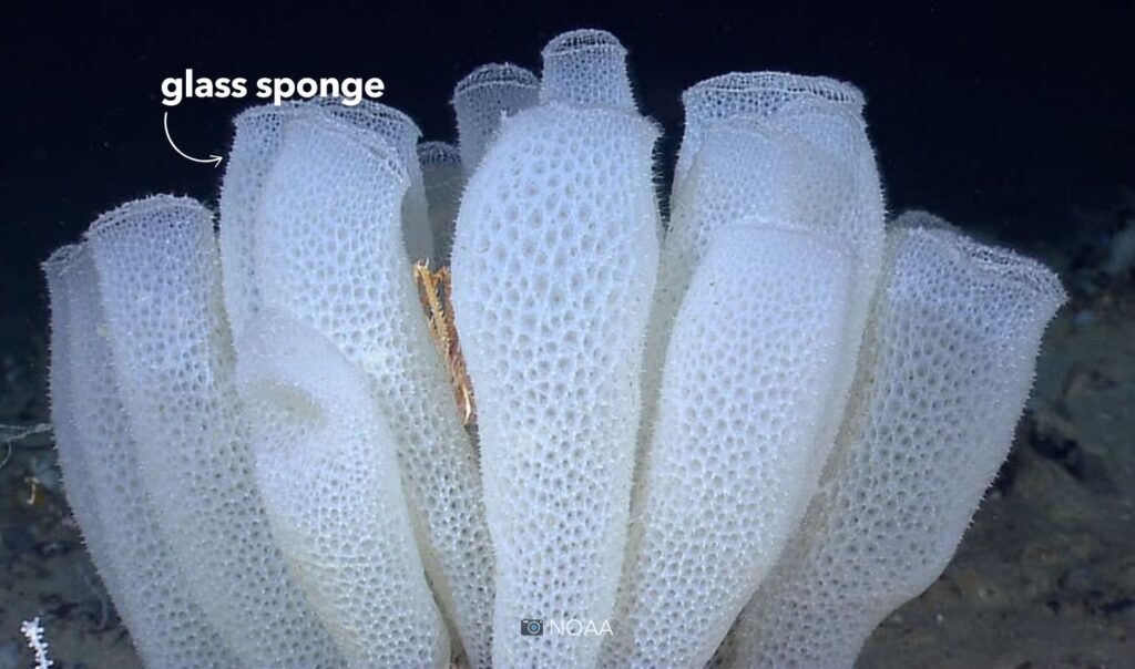 The title of oldest animal goes to the glass sponge.