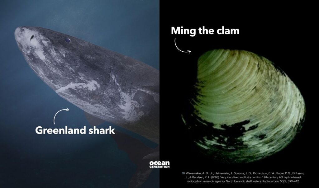 Greenland sharks and Ming the clam are among the oldest living animals in the Ocean. Posted by Ocean Generation.
