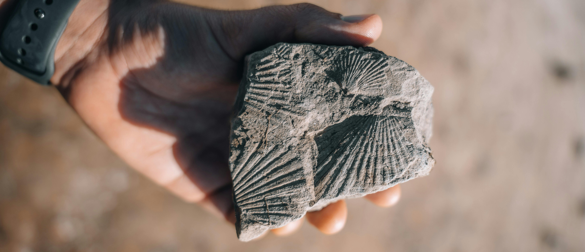 How did the End of the Dinosaurs Affect Marine Life?