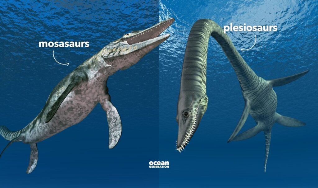 Mosasaurs and plesiosaurs went extinct. Explained by Ocean Generation