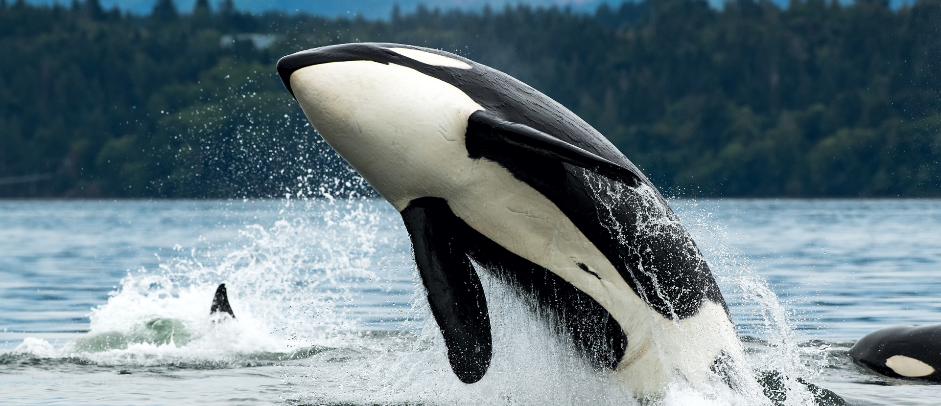 Fact file: Fun facts about orca (killer whales)
