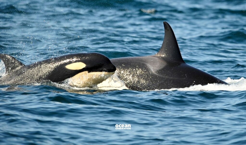 Orcas are also known as killer whales. Posted by Ocean Generation, leaders in Ocean literacy
