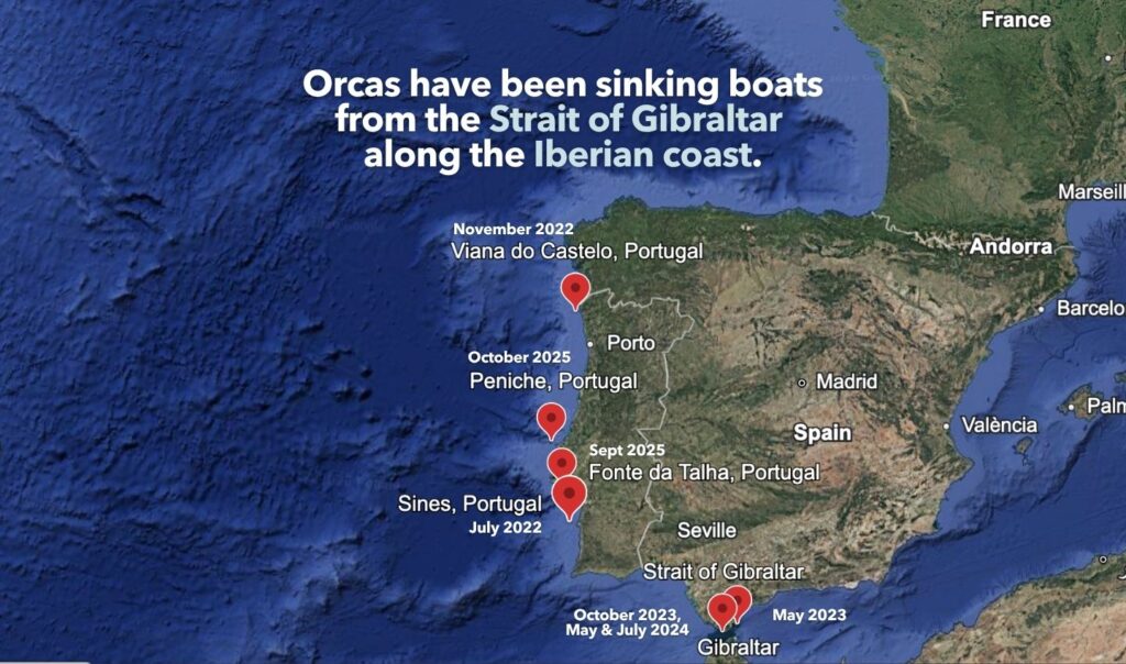 Where have orcas been sinking boats? Explained by Ocean Generation.