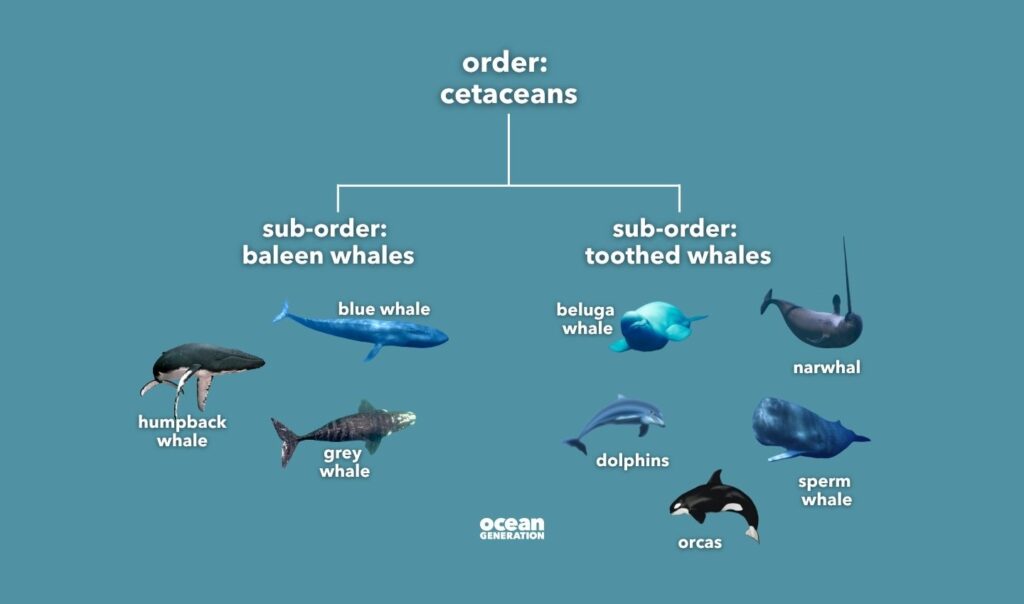 Order cetaceans explained by Ocean Generation.