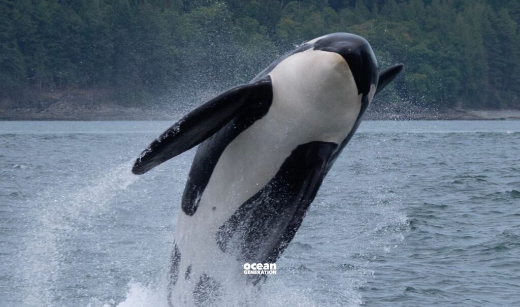 Our changing relationship with orcas. Posted by Ocean Generation, leaders in Ocean education
