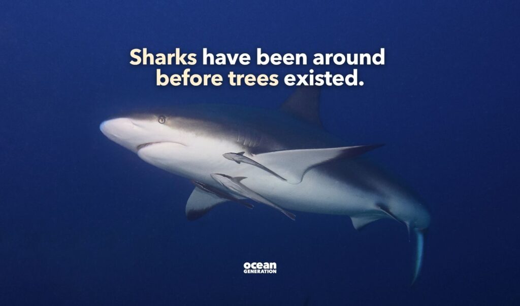 Sharks have been around before threes existed. Posted by Ocean Generation.