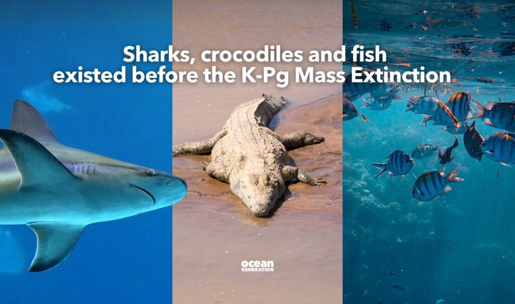 Sharks, crocodiles and fish existed before the K-Pg extinction. Posted by Ocean Generation, leaders in Ocean education.