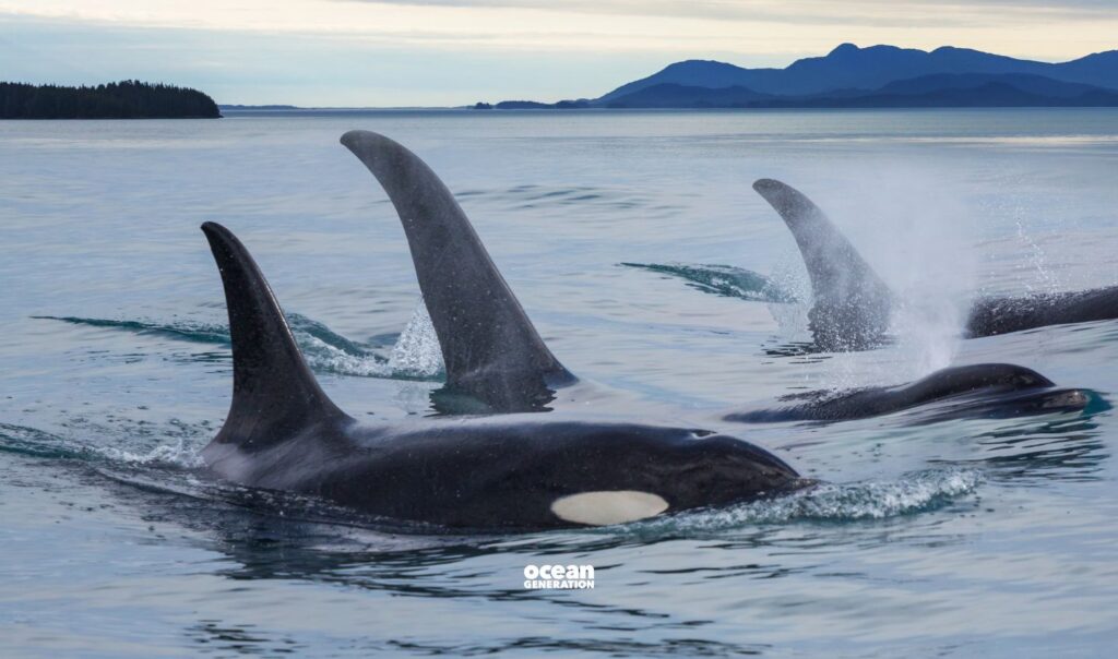 The leading theory of why orcas sink boats is play.