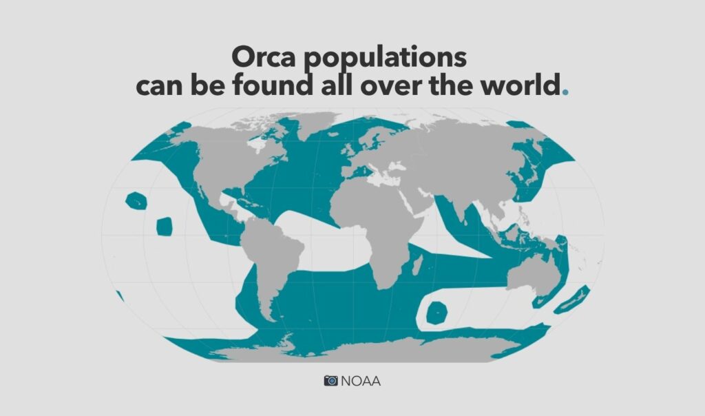 Where do orca live: explained by Ocean Generation.