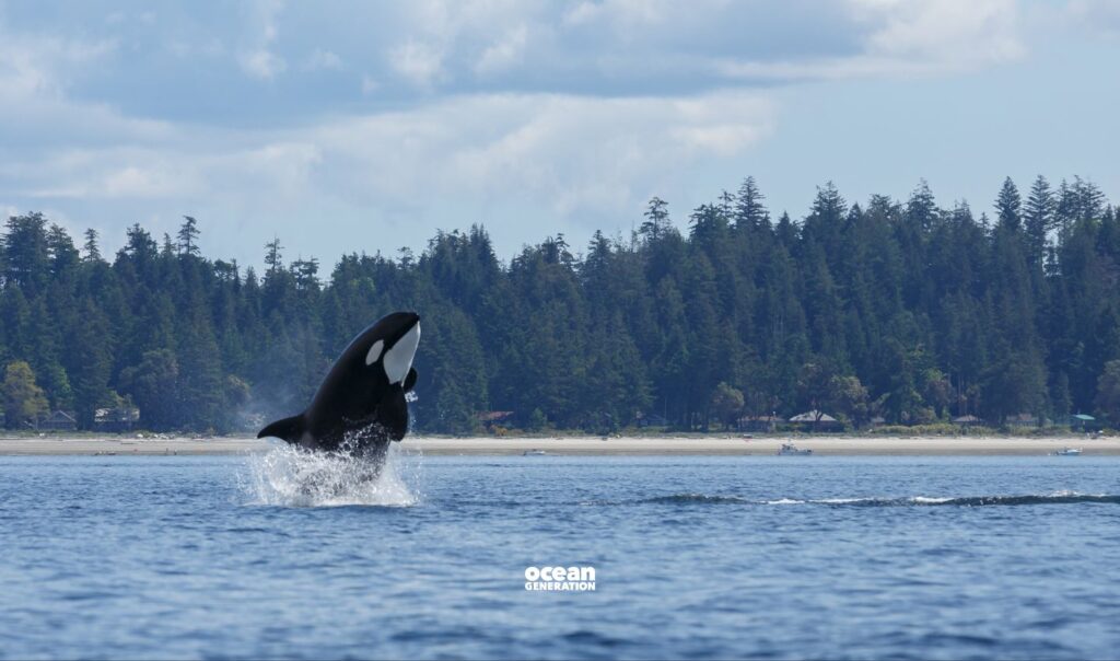 Who is White Gladis, also known as Blanca? 