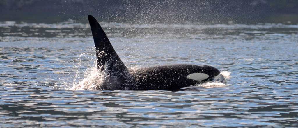 Why are orca sinking boats? Explained by Ocean Generation.