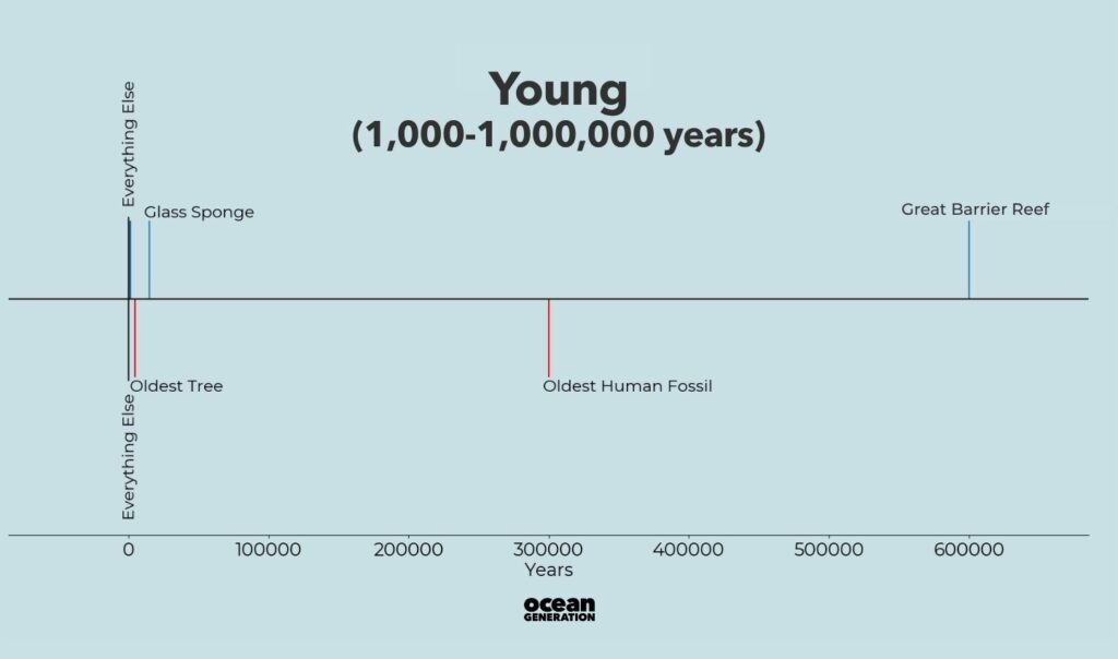 Young things in the Ocean. Posted by Ocean Generation, leaders in Ocean education.