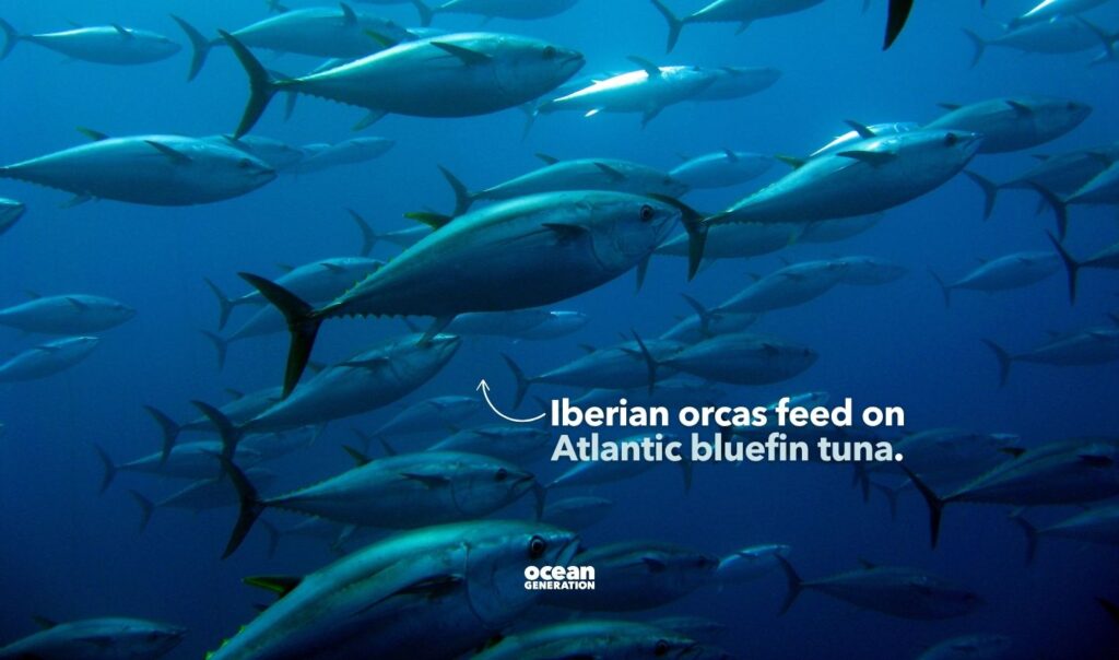 Iberian orcas feed on Atlantic bluefin tuna. Explained by Ocean Generation.