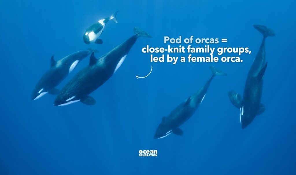 Orcas live in close-knit family groups. Explained by Ocean Generation.