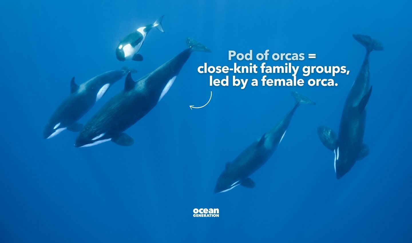 Orca Out Who are the orca outlaws sinking boats, and why are they? - Ocean ...