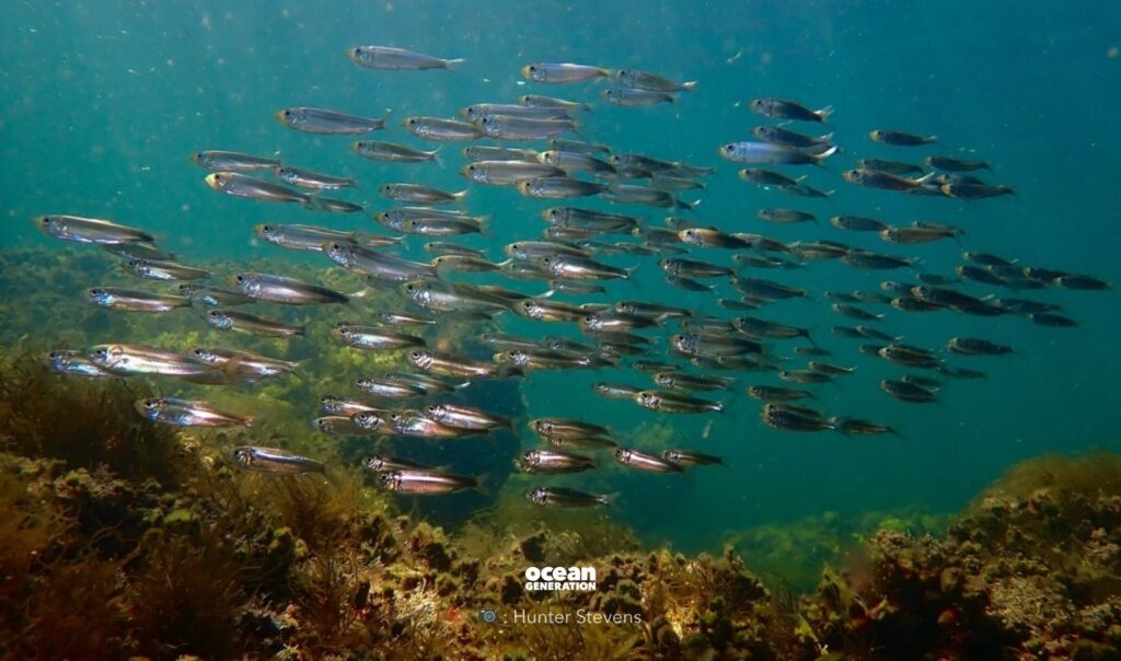 Herring is a small schooling fish. Posted by Ocean Generation, leaders in Ocean education.
