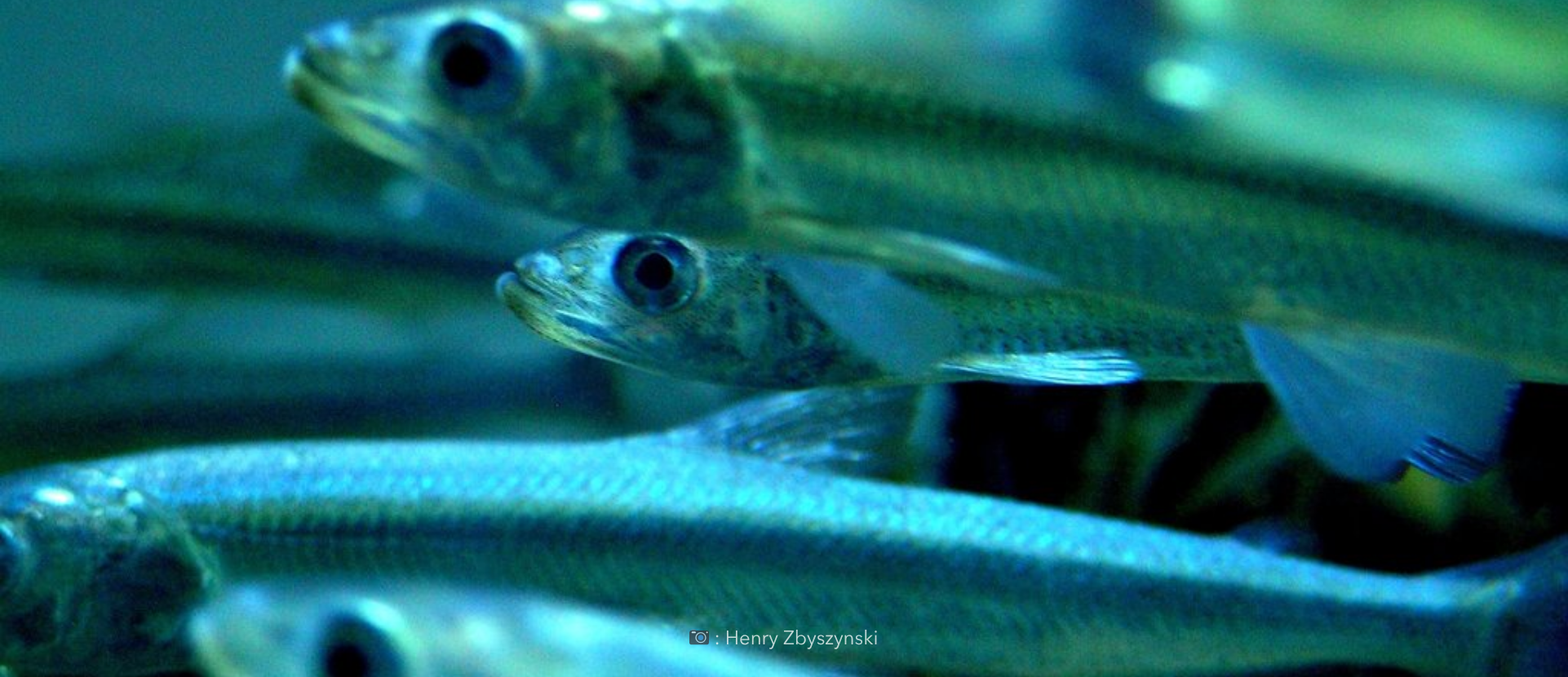 How did fish farts nearly end the world?