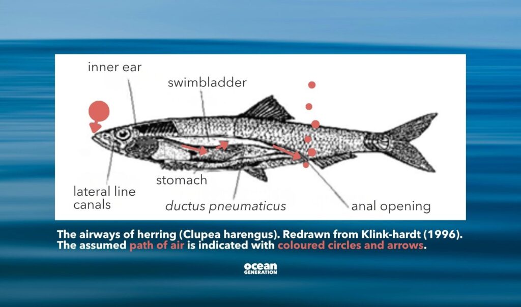 Anatomy of a herring, edited for clarity by Ocean Generation.