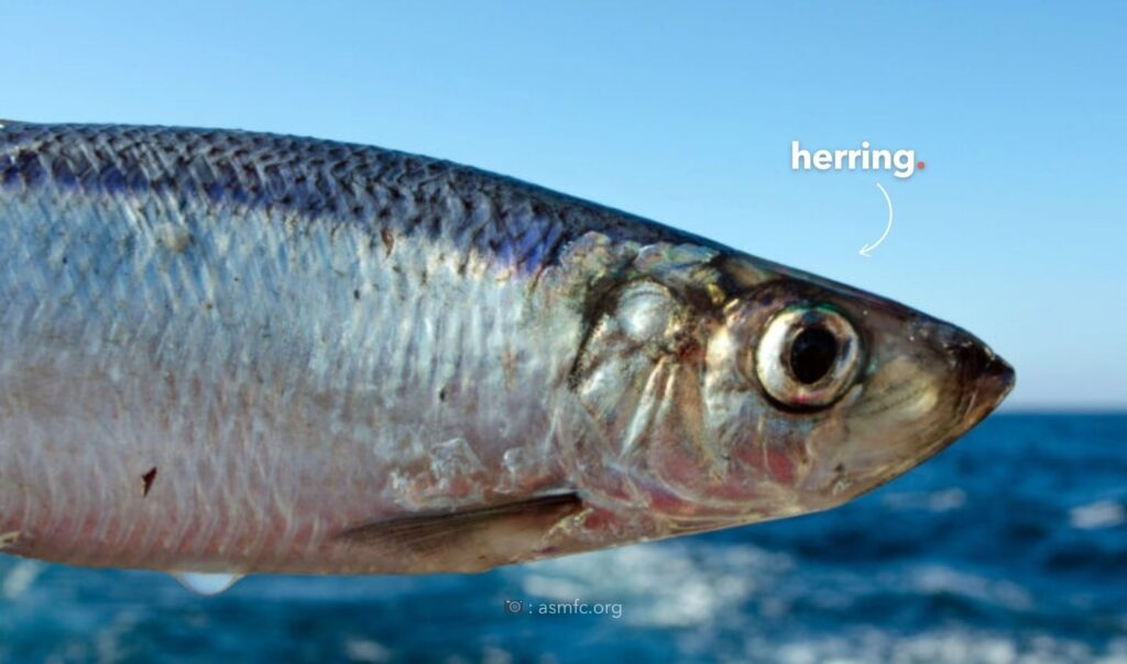 A herring fish.