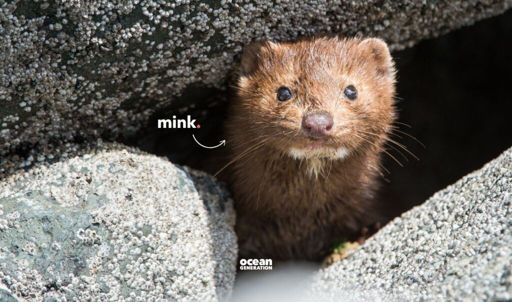Mink is a semi-aquatic animal. Posted by Ocean Generation.