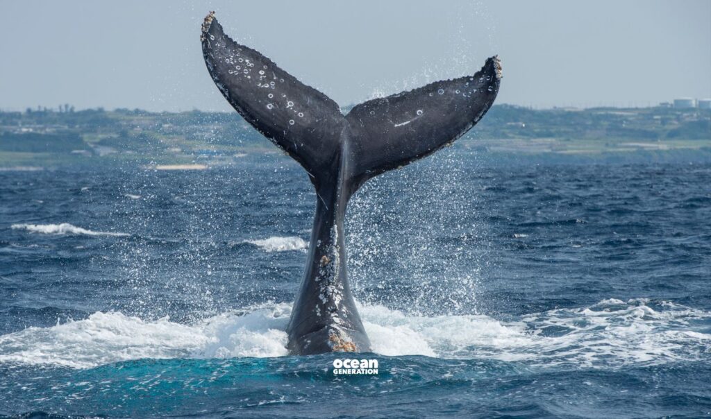 When was the 52HZ whale first heard?