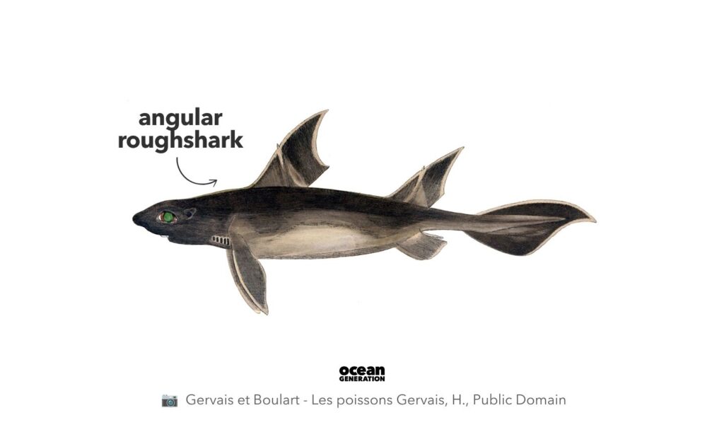 Angular roughshark, posted by Ocean Generation.