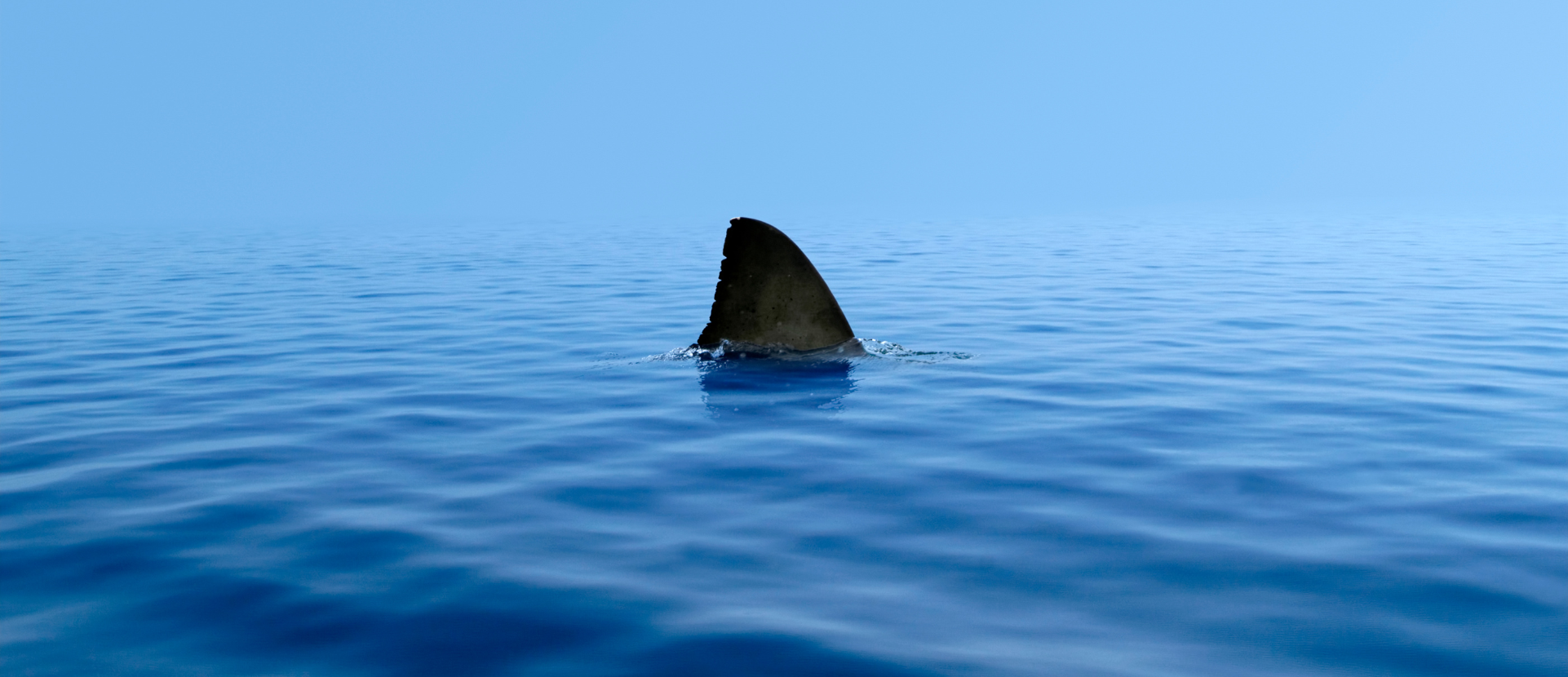 Does the Meg exist? Here’s what scientists actually found.