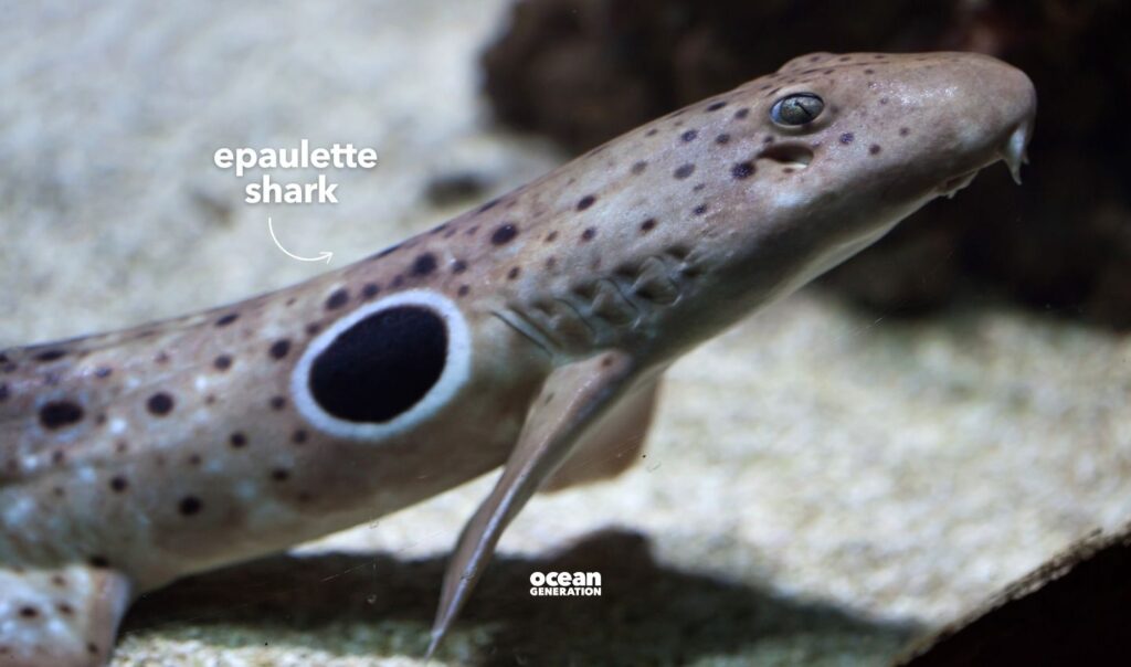Epaulette shark, posted by Ocean Generation.