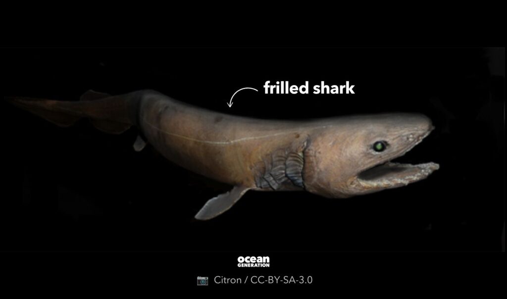 Frilled shark, posted by Ocean Generation.
