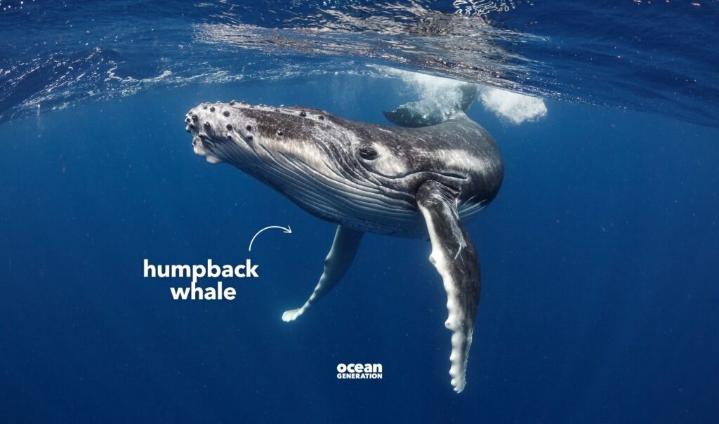 Humpback whale songs