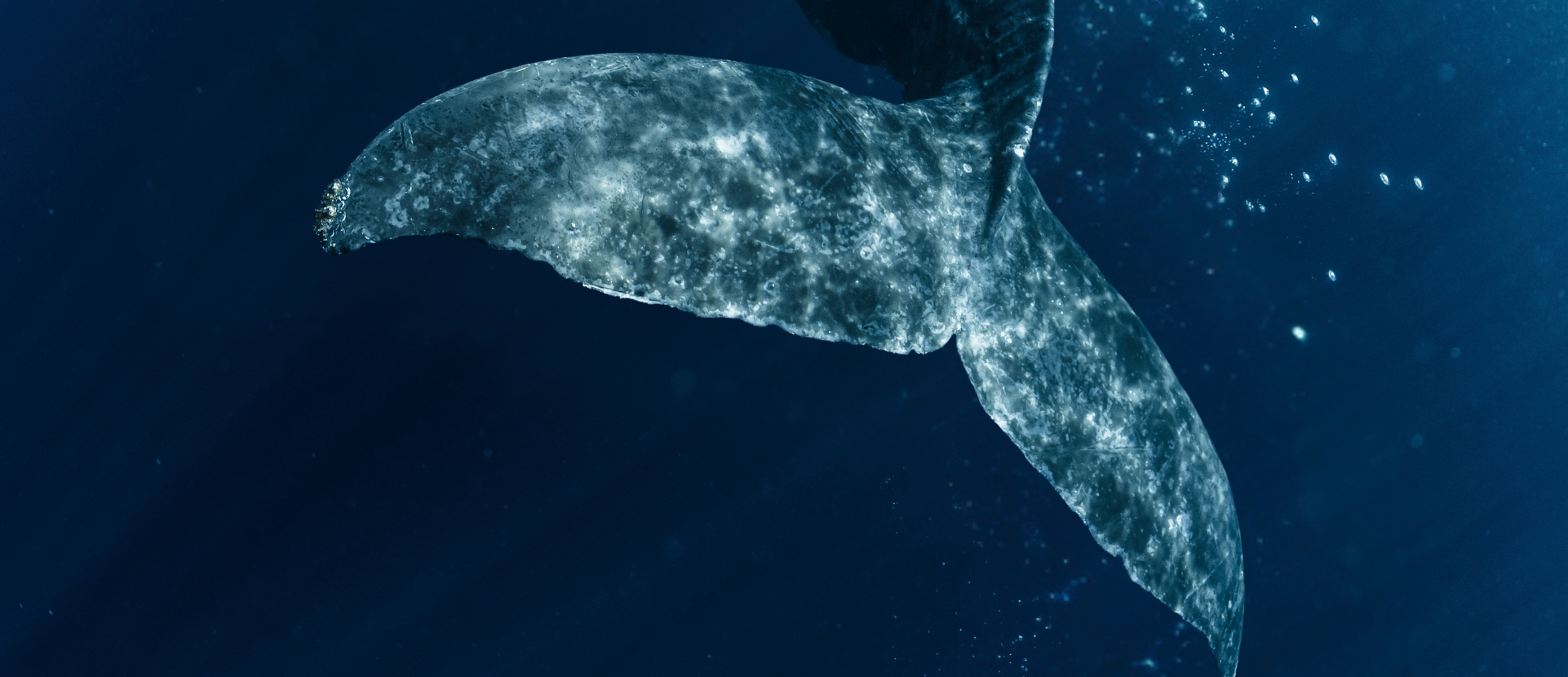 The lonely whale: The story of the 52Hz whale