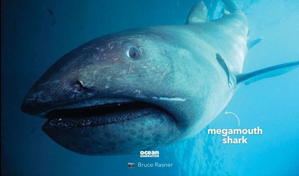 Megamouth shark, posted by Ocean Generation.