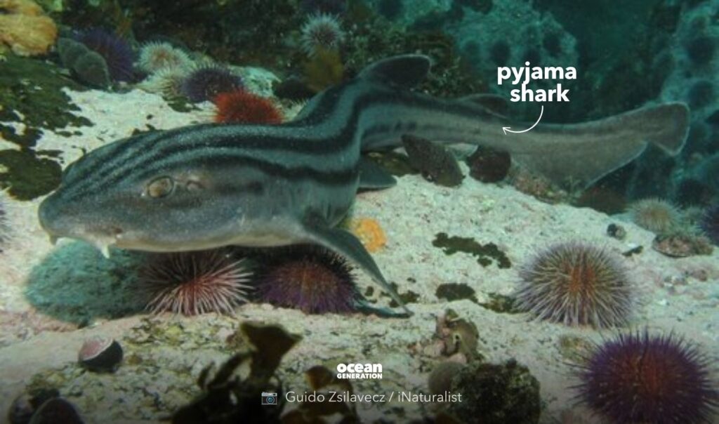 Pyjama shark, posted by Ocean Generation.