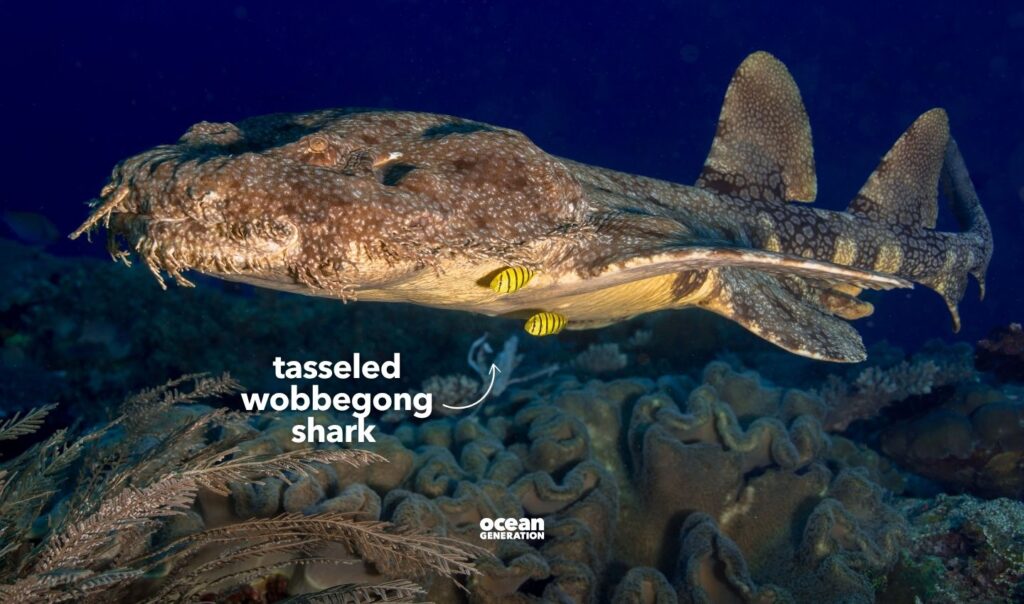 Tasselled Wobbegong Shark, posted by Ocean Generation. 