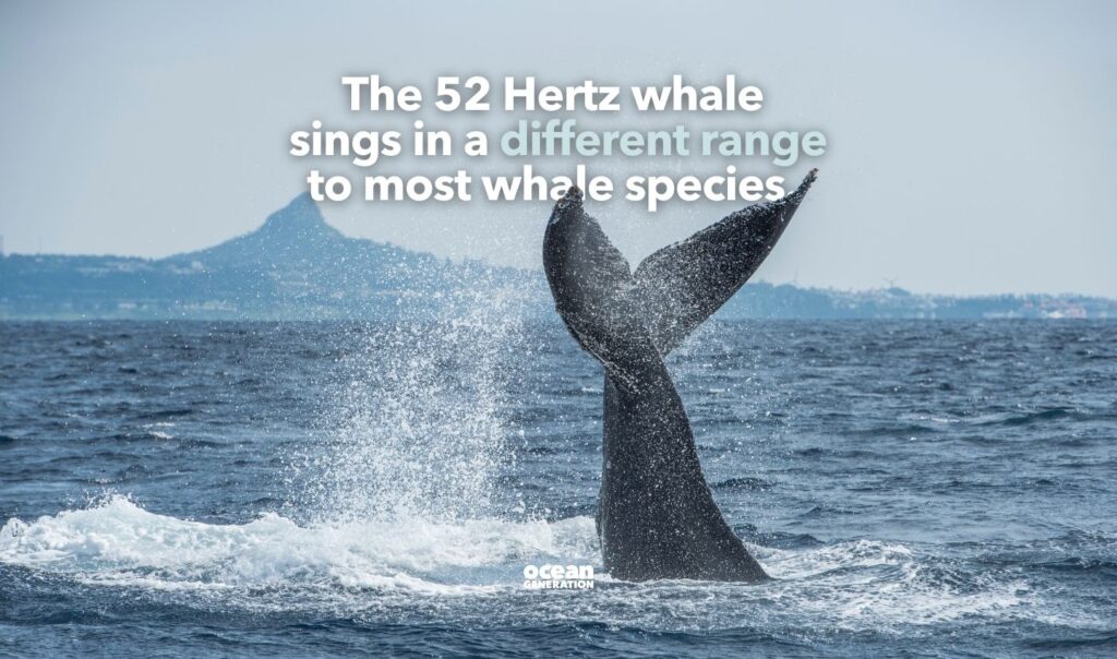 The 52 Hz whale sings in a different range to most other whales