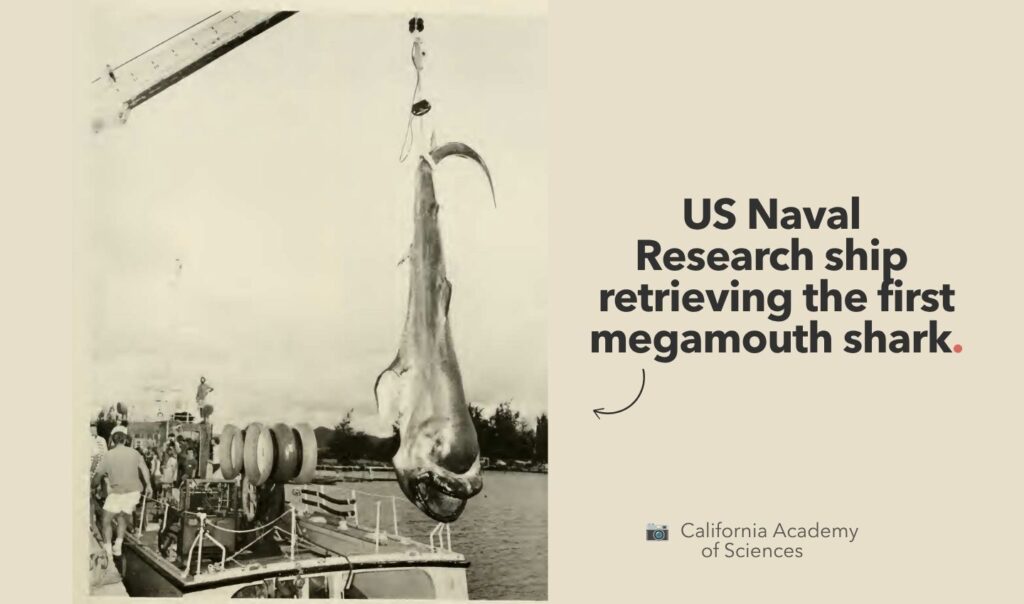 US Navy Ship retrieving the first megamouth shark.