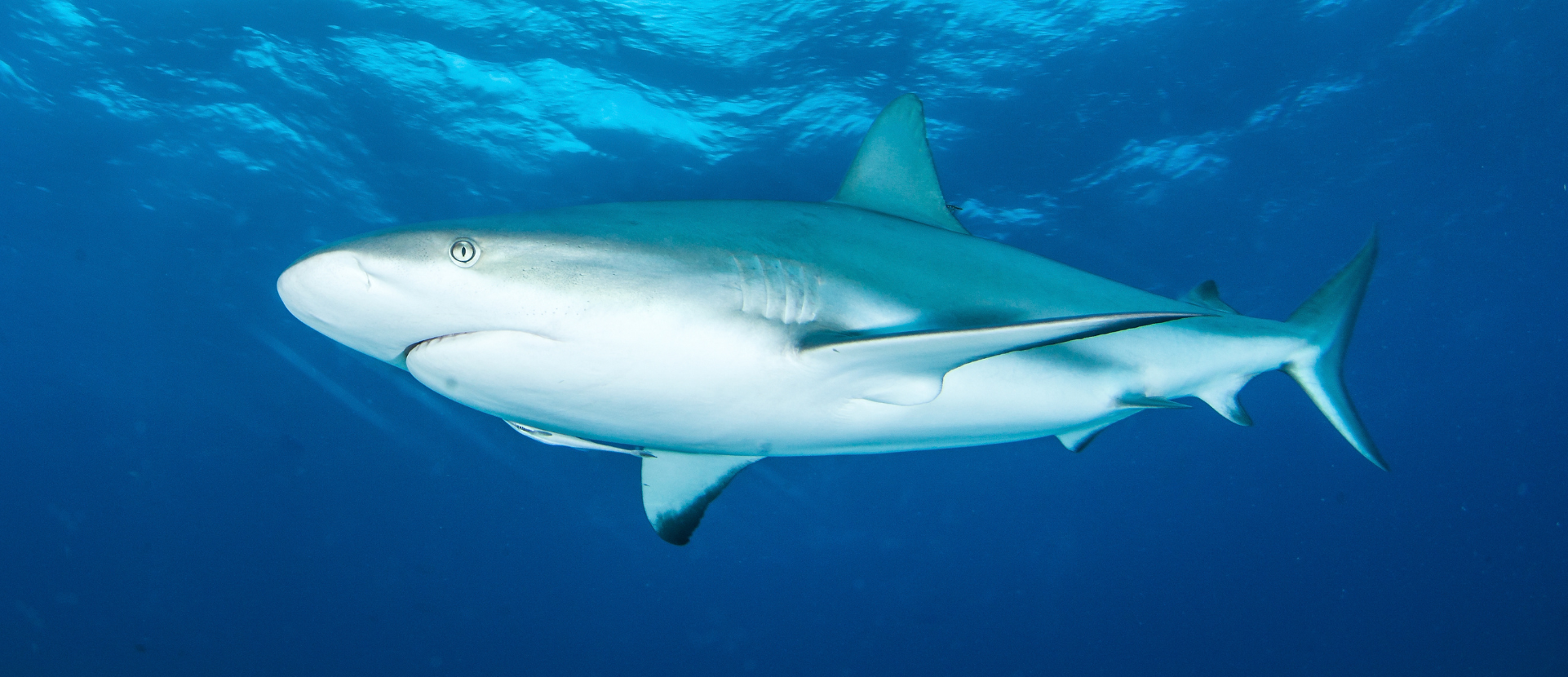 What kind of shark are you? (unknown sharks only)