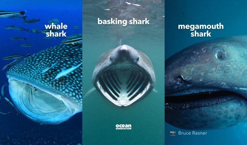 Whale sharks, basking sharks and megamouth sharks are filter feeding sharks.